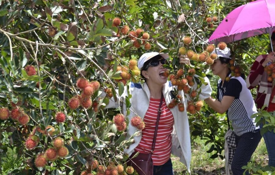 TOUR THAM QUAN CHỢ NỔI CÁI BÈ - CÙ LAO TÂN PHONG - VƯỜN TRÁI CÂY 1 NGÀY