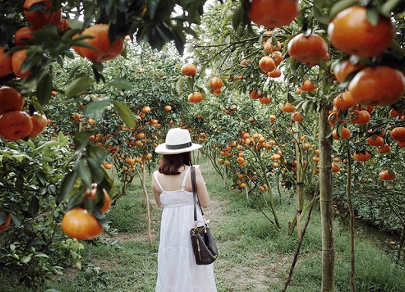 TOUR MIỀN TÂY ĐỒNG THÁP - LÀNG HOA SA ĐÉC- HAPPY LAND HÙNG THY - VƯỜN QUÝT HỒNG LAI VUNG - CHÙA LÁ SEN 1 NGÀY