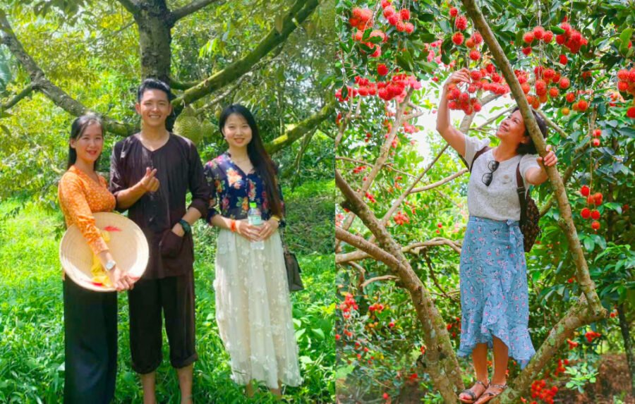 TOUR SÀI GÒN - CẦN THƠ 1 NGÀY. TỰ HÁI TRÁI CÂY TẠI VƯỜN
