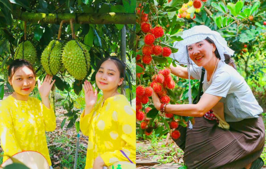 TOUR SÀI GÒN - CẦN THƠ 1 NGÀY. TỰ HÁI TRÁI CÂY TẠI VƯỜN