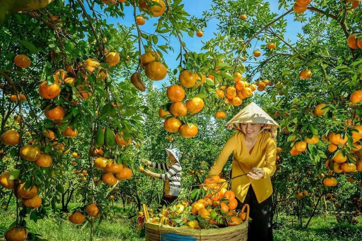 Tour Miền Tây Đồng Tháp – Làng Hoa Sa Đéc- Happy Land Hùng Thy – Vườn Quýt Hồng Lai Vung – Chùa Lá Sen 1 Ngày
