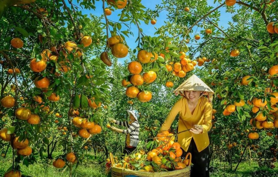 TOUR MIỀN TÂY ĐỒNG THÁP - LÀNG HOA SA ĐÉC- HAPPY LAND HÙNG THY - VƯỜN QUÝT HỒNG LAI VUNG - CHÙA LÁ SEN 1 NGÀY
