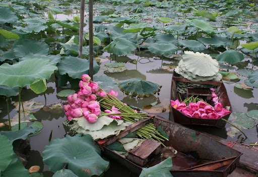 cánh đồng sen Đồng Tháp - Ánh sáng và màu sắc