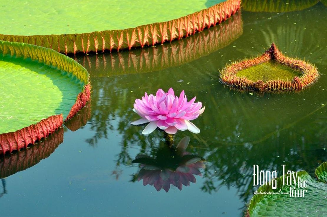 cánh đồng sen Đồng Tháp