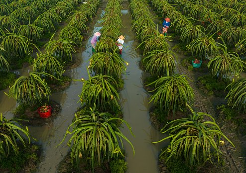 Cách thưởng thức trái cây miệt vườn Tiền Giang đúng chuẩn người bản địa